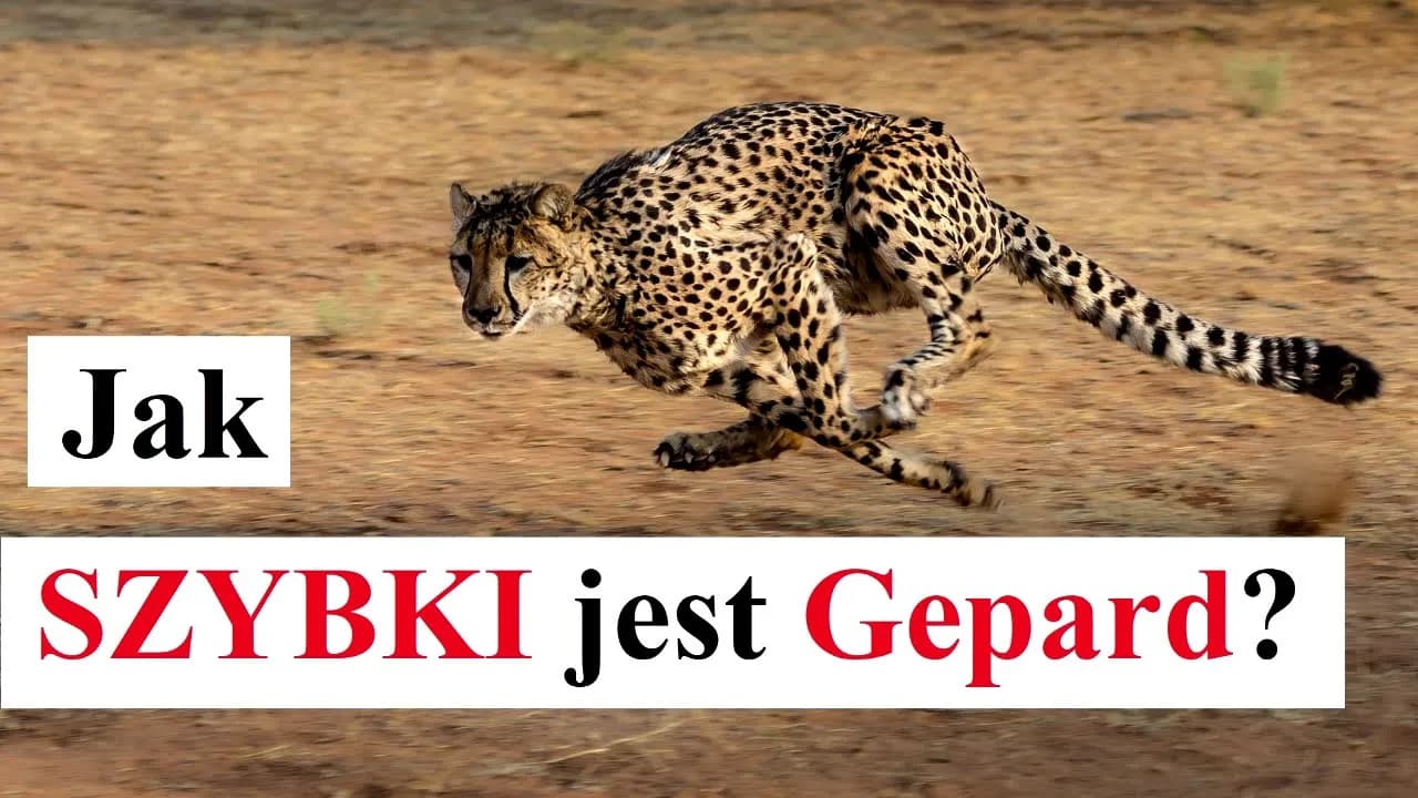 Jak szybko biega gepard? Zaskakujące fakty o jego prędkości