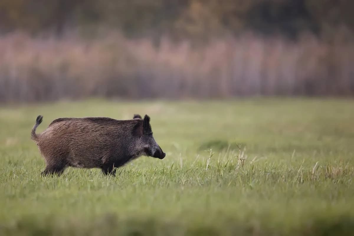 Z jaką prędkością biega dzik? Zaskakujące fakty o jego szybkości